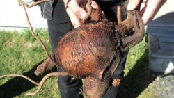 Photo: Carolyn Lewis