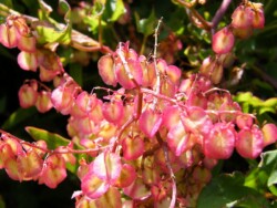 Photo: Carolyn Lewis