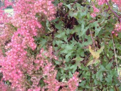 Photo: Carolyn Lewis