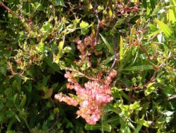 Photo: Carolyn Lewis