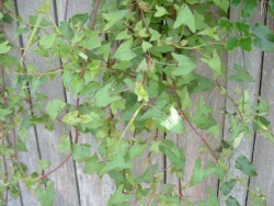 Photo: Carolyn Lewis