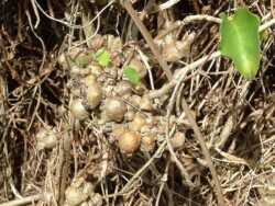 Photo: Carolyn Lewis