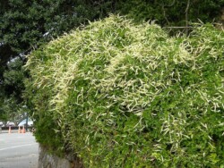 Photo: Carolyn Lewis