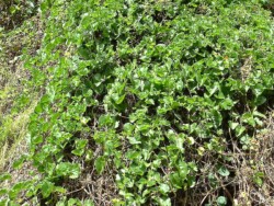 Photo: Carolyn Lewis