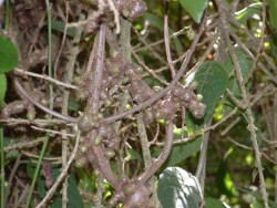 Photo: Carolyn Lewis