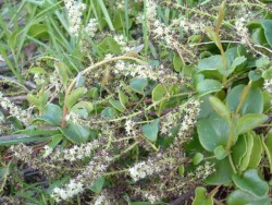 Photo: Carolyn Lewis