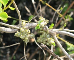 Photo: Carolyn Lewis