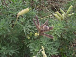 Photo: Carolyn Lewis