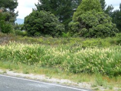 Photo: Carolyn Lewis