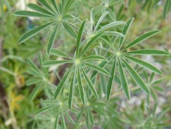 Photo: Carolyn Lewis