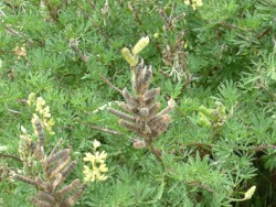 Photo: Carolyn Lewis