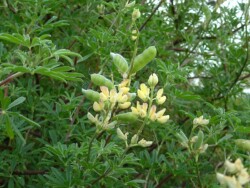 Photo: Carolyn Lewis